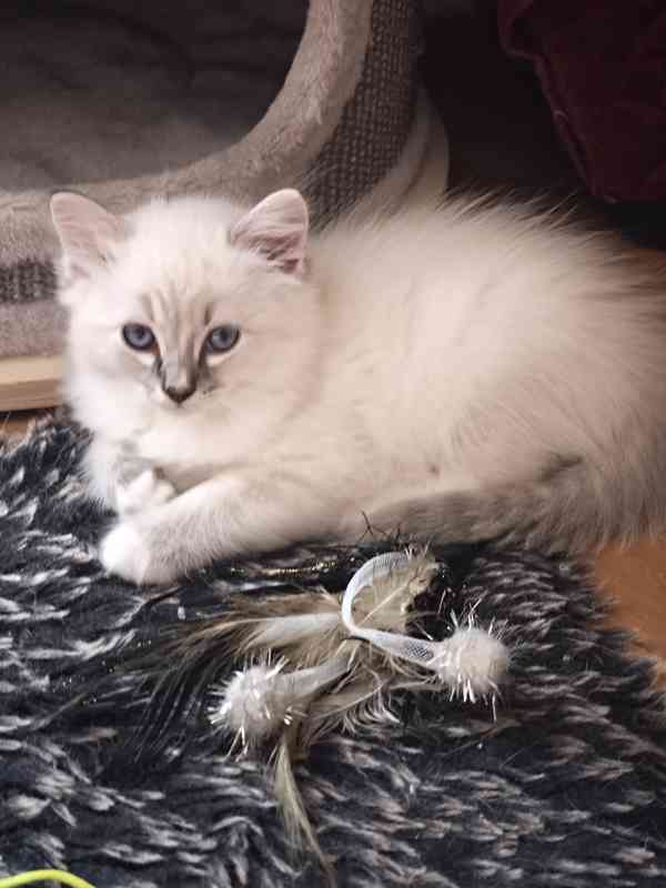 Ragdoll kocourek  - foto 6