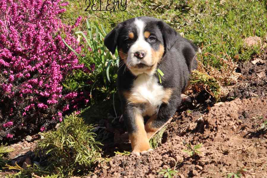 štěně velký švýcarský salašnický pes puppy - foto 3