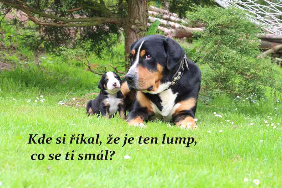 štěně velký švýcarský salašnický pes puppy - foto 1