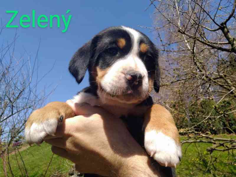 štěně velký švýcarský salašnický pes puppy - foto 5