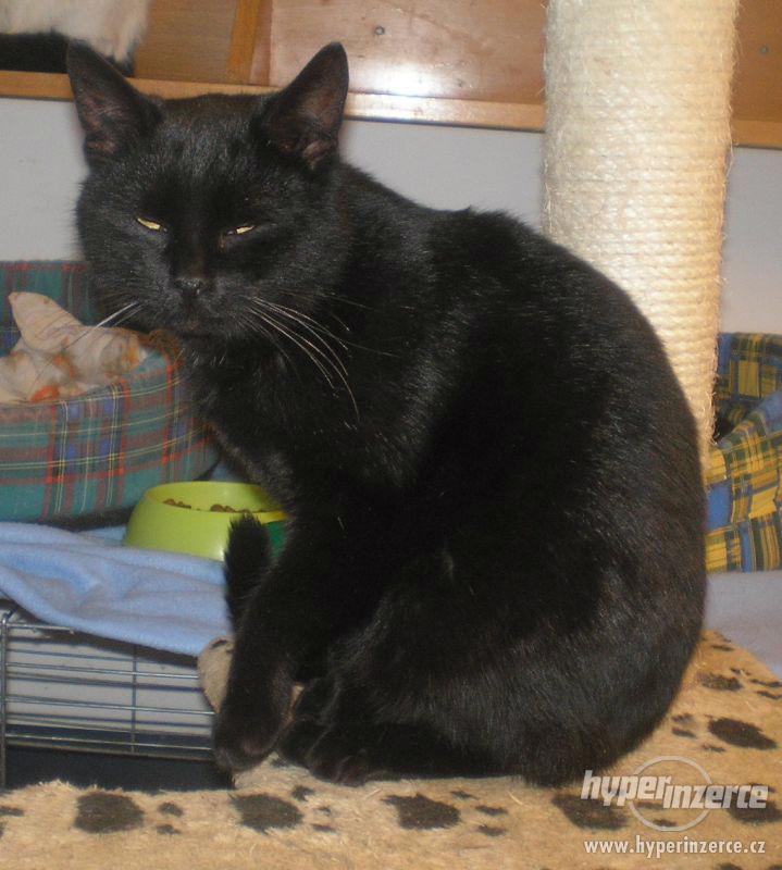 Milý, mazlivý černý kocourek Méďa hledá domov. - foto 1