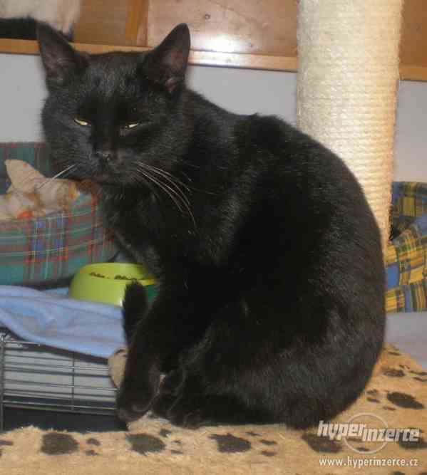 Milý, mazlivý černý kocourek Méďa hledá domov. - foto 1