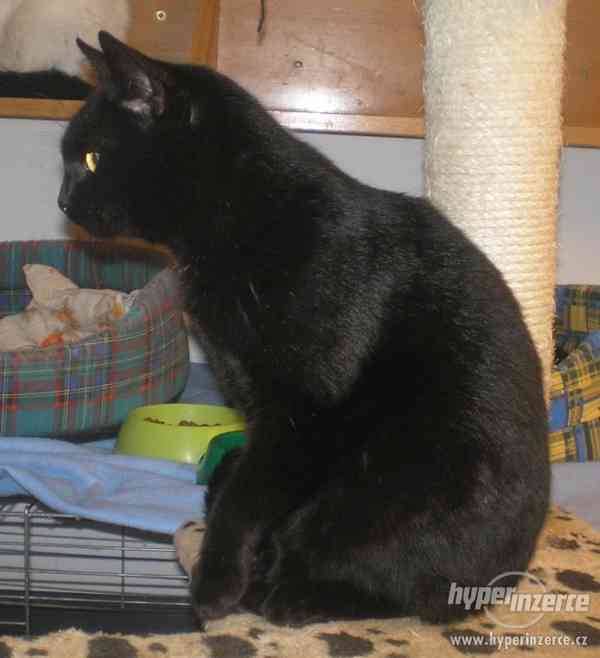 Milý, mazlivý černý kocourek Méďa hledá domov. - foto 2