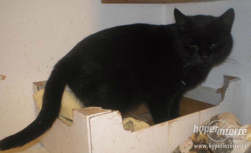 Milý, mazlivý černý kocourek Méďa hledá domov. - foto 4