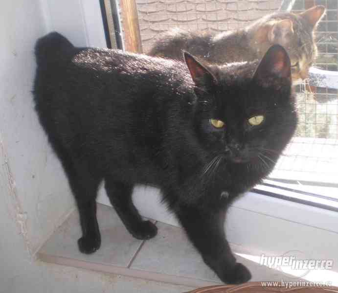 Milý, mazlivý černý kocourek Méďa hledá domov. - foto 5