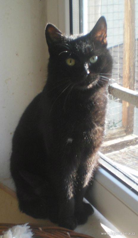 Milý, mazlivý černý kocourek Méďa hledá domov. - foto 6