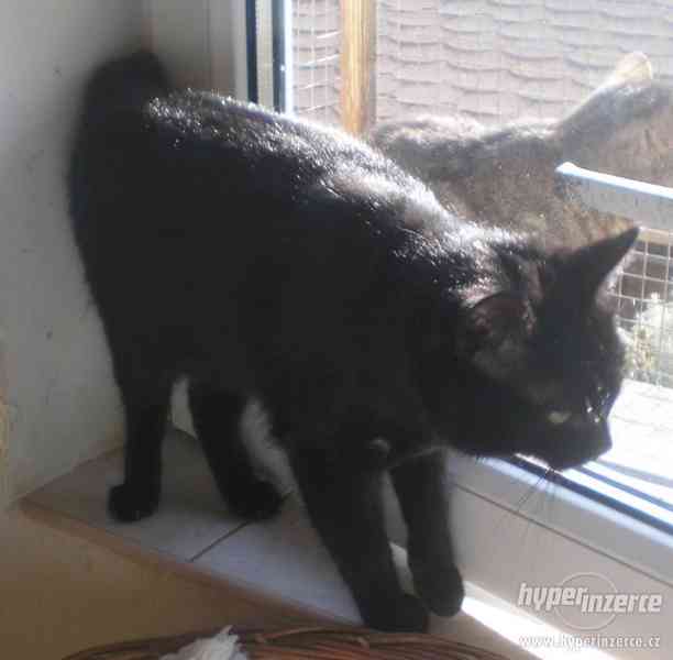 Milý, mazlivý černý kocourek Méďa hledá domov. - foto 7