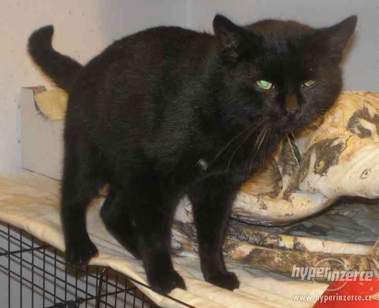 Milý, mazlivý černý kocourek Méďa hledá domov. - foto 8