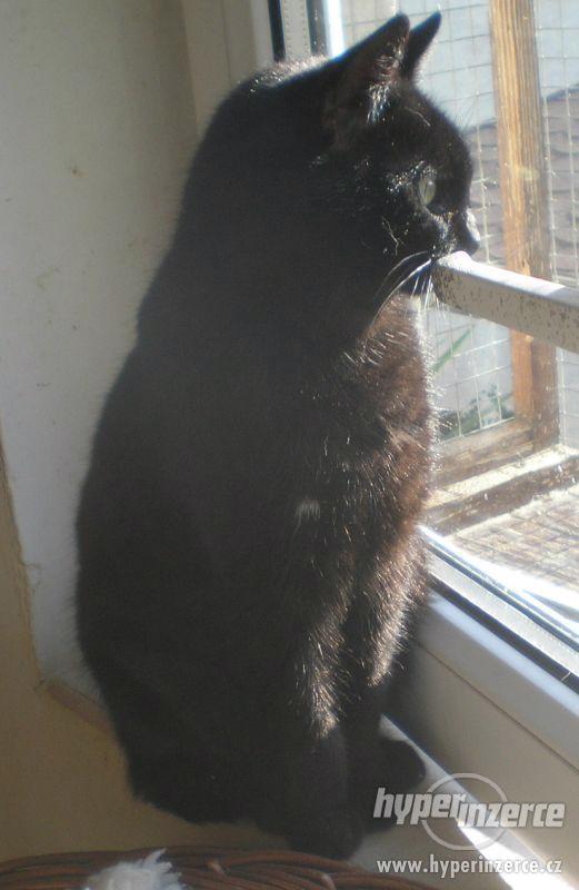 Milý, mazlivý černý kocourek Méďa hledá domov. - foto 9