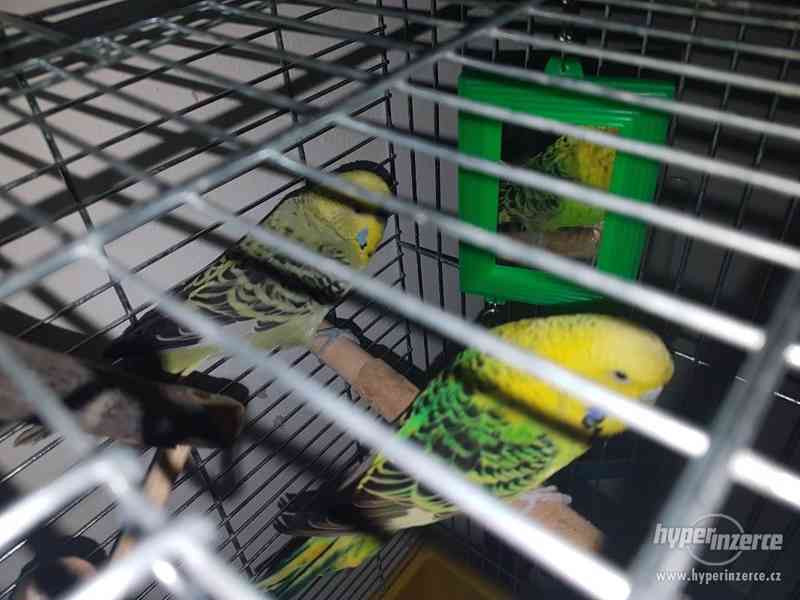Daruji andulky - foto 2