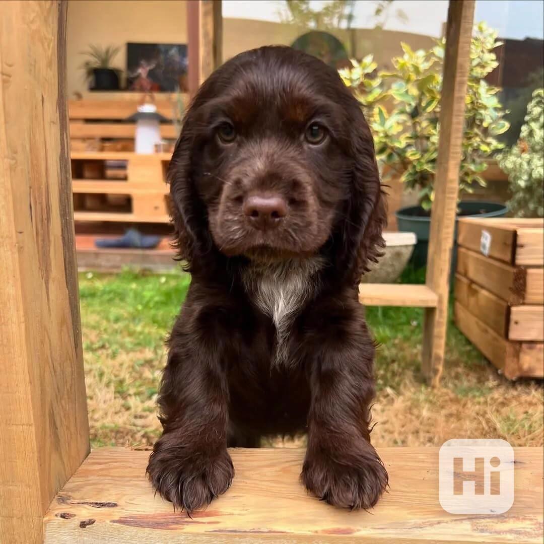 Tato zdravá štěňata kokršpaněla - foto 1