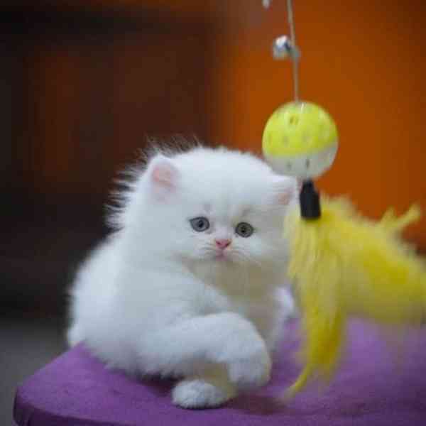 Perská koťata - foto 1