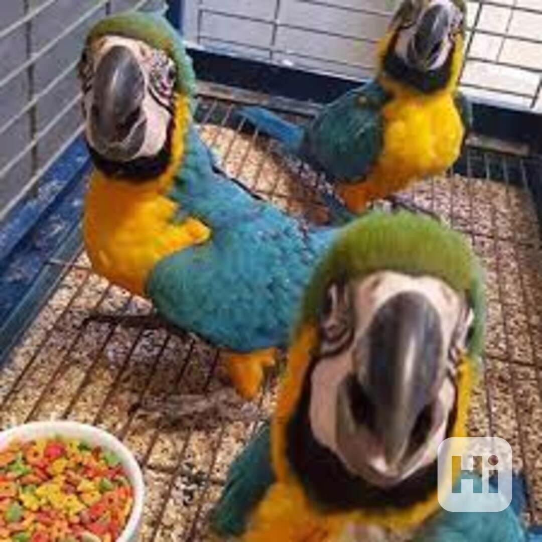 Prodám modrozlatý ara - foto 1