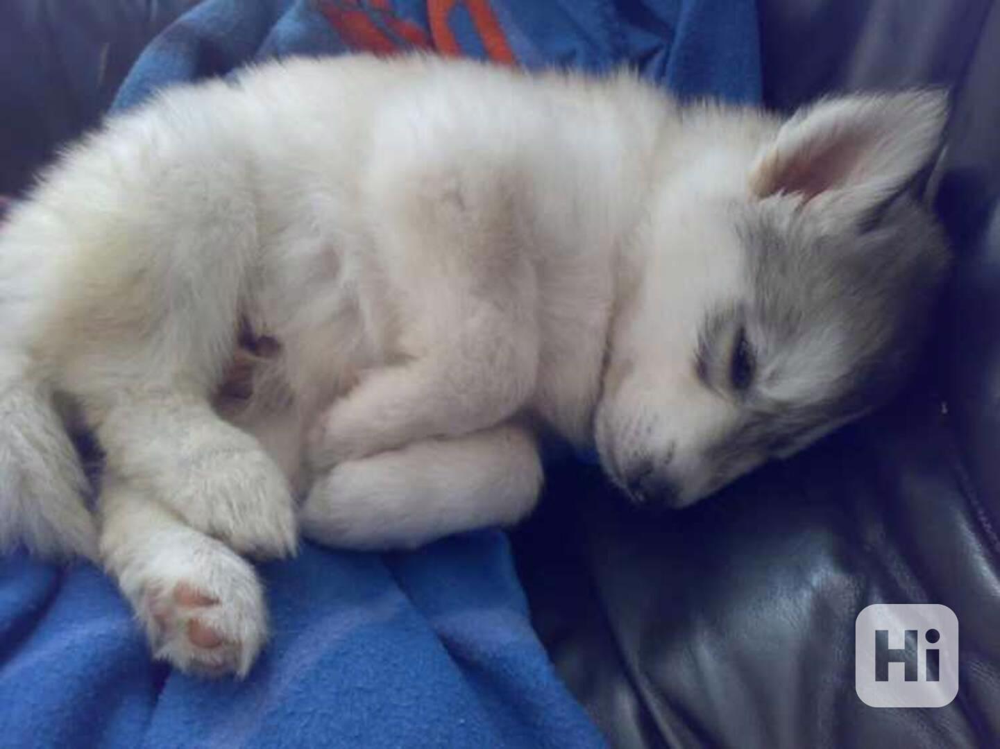 Zdravá štěňata huskyho - foto 1