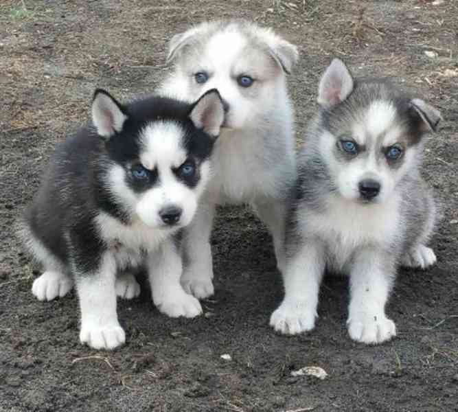 krásná štěňátka sibiřského huskyho k adopci