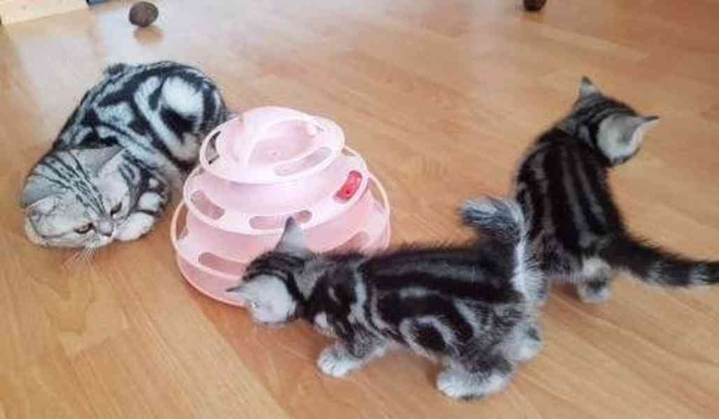 BHK Britská koťátka - foto 3
