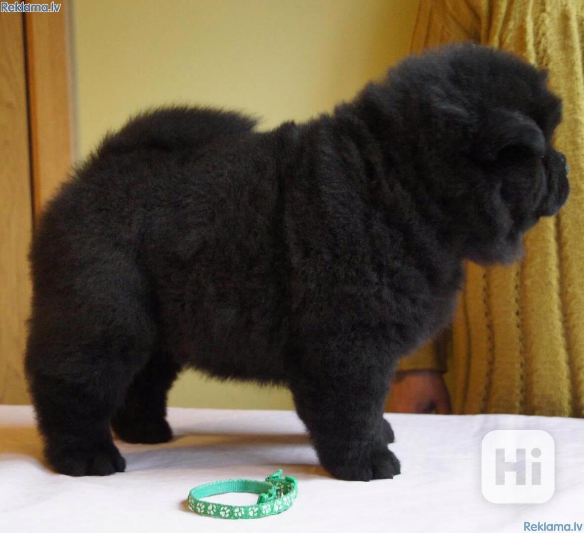 Štěňata chow chow - foto 1