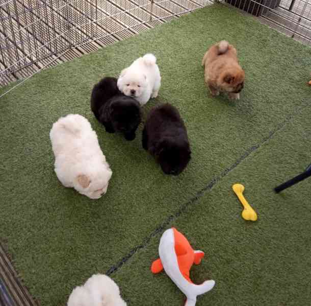 Štěňata chow chow - foto 3