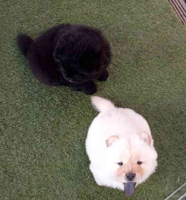 Štěňata chow chow - foto 2