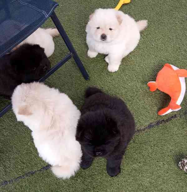 Štěňata chow chow - foto 6