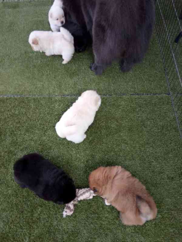 Štěňata chow chow - foto 5