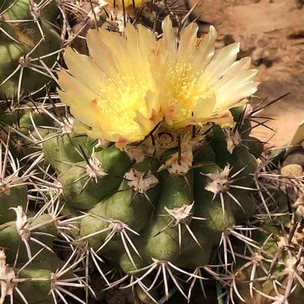 kaktus Copiapoa coquimbana - foto 1