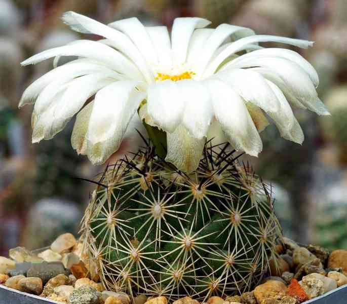 semena kaktus Coryphantha neglecta Castaňos, Coahuila