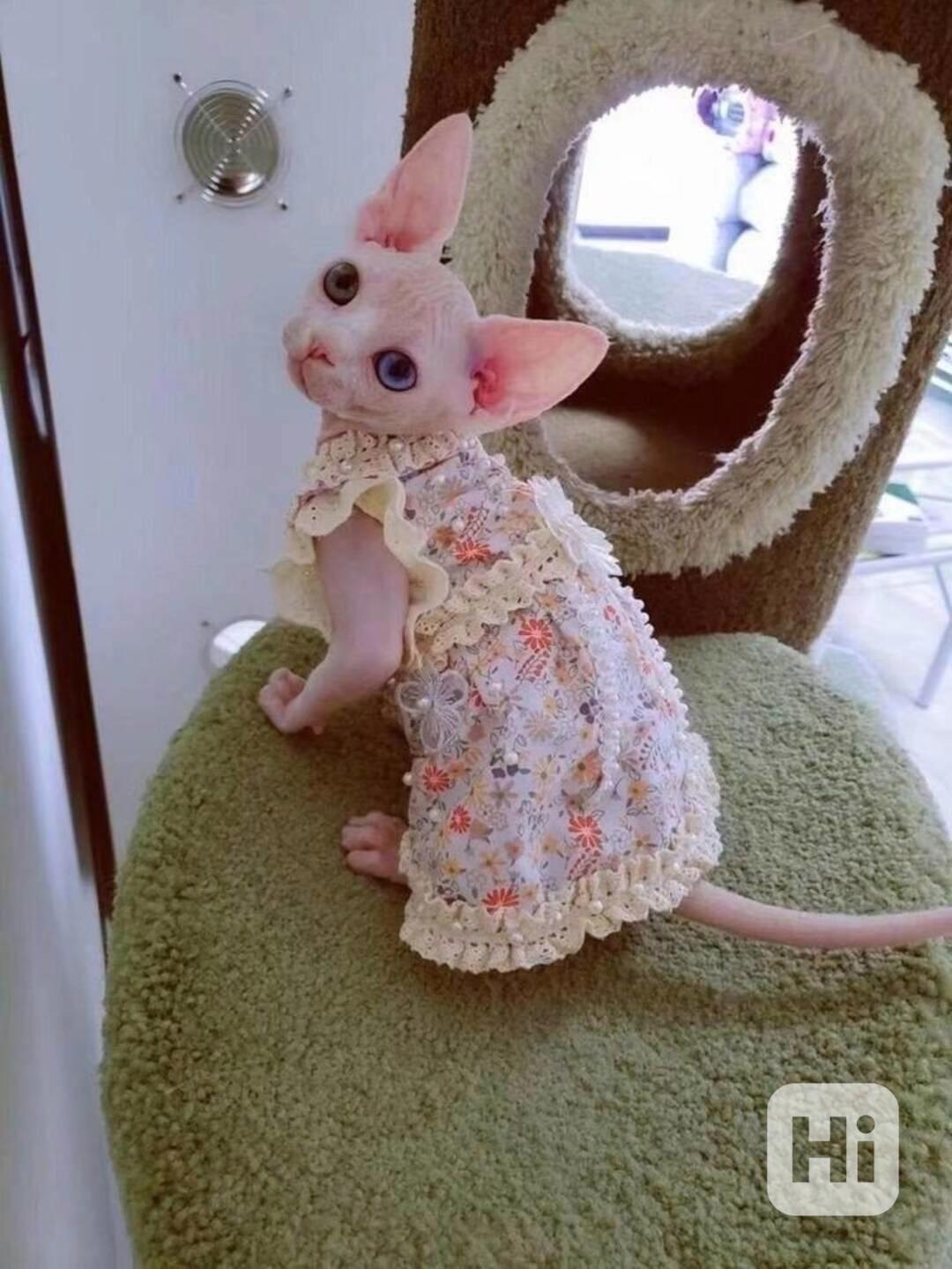 munchkin sphynx koťata k bezplatné adopci   - foto 1