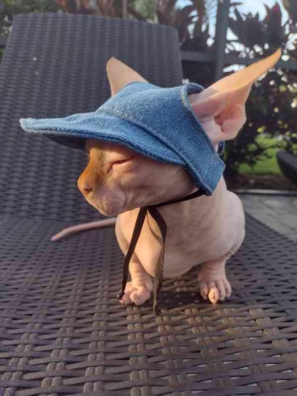 munchkin sphynx koťata k bezplatné adopci   - foto 3