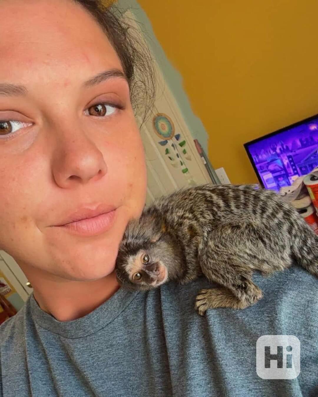 roztomilé opice marmoset k adopci - foto 1