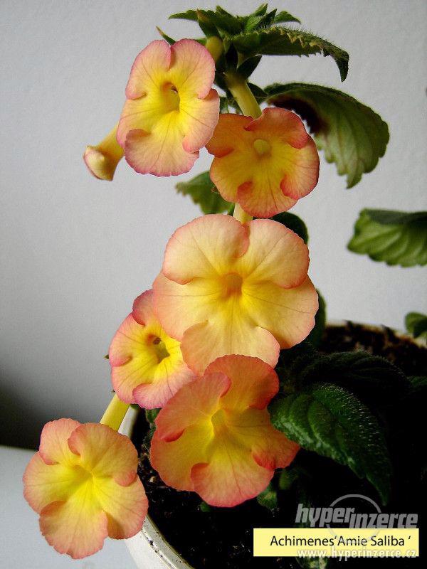 ACHIMENES-RHIZOMY - foto 1