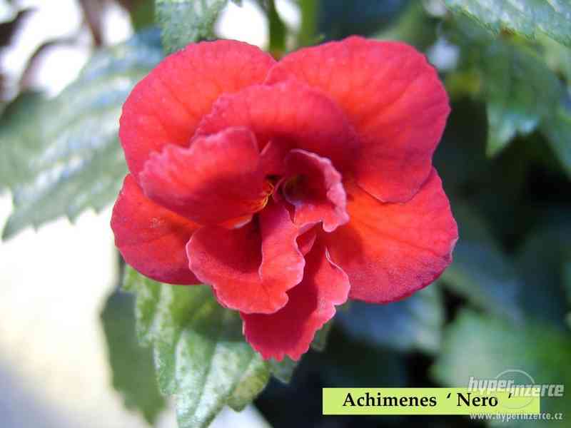ACHIMENES-RHIZOMY - foto 2