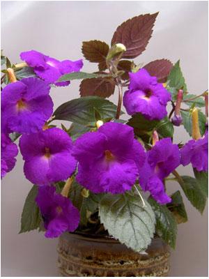 ACHIMENES-RHIZOMY - foto 3