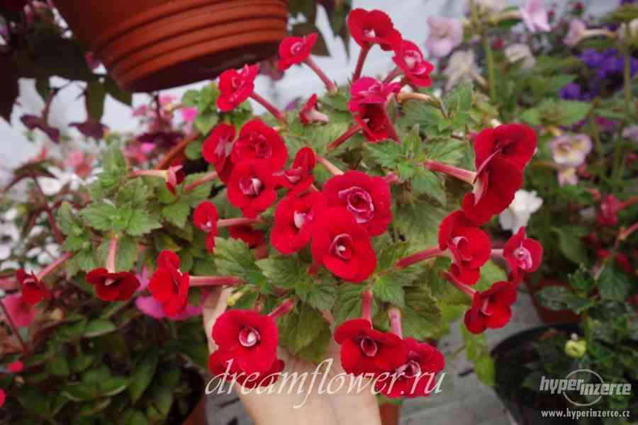 ACHIMENES-RHIZOMY - foto 4