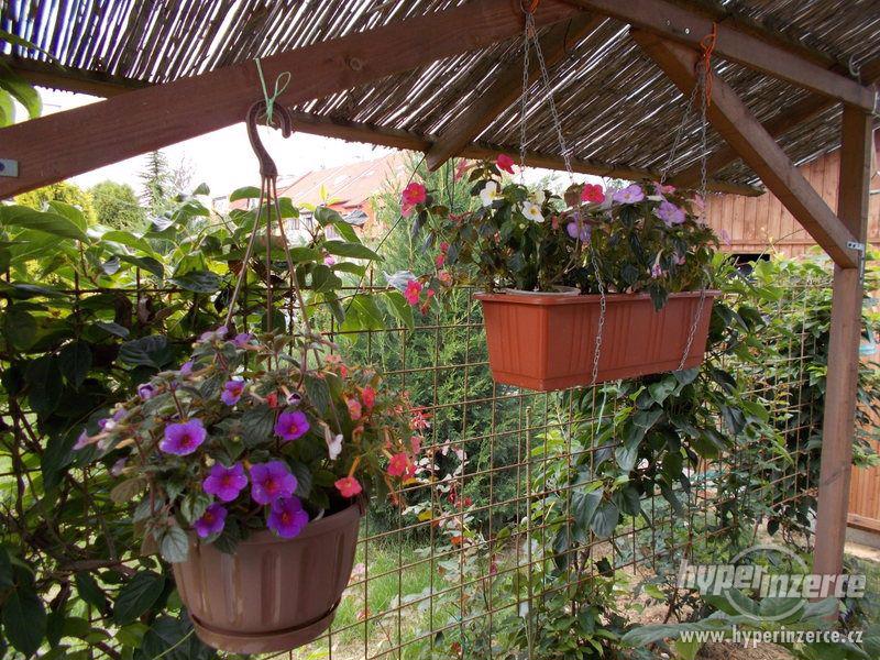 ACHIMENES-RHIZOMY - foto 5