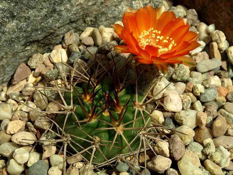 semena kaktus Acanthocalycium ferrari WR 572 - foto 1