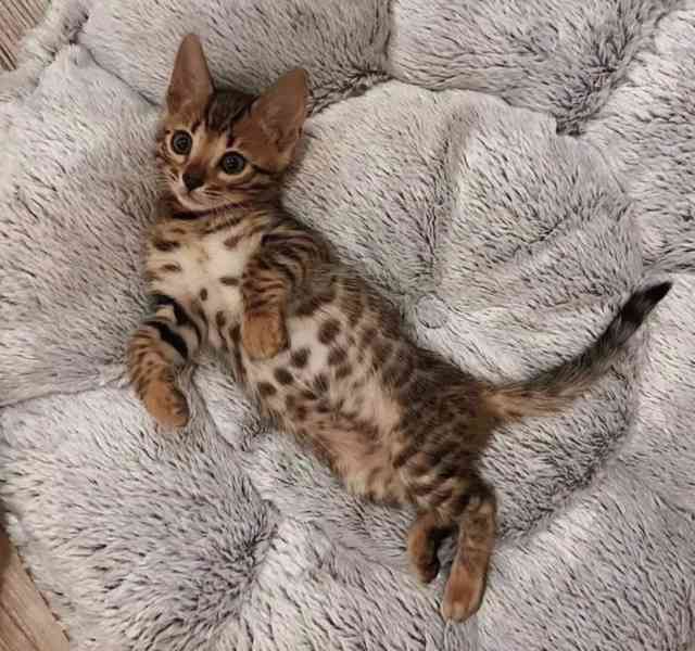 Zdarma Bengálsko a krásná koťata k adopci zdarma - foto 1