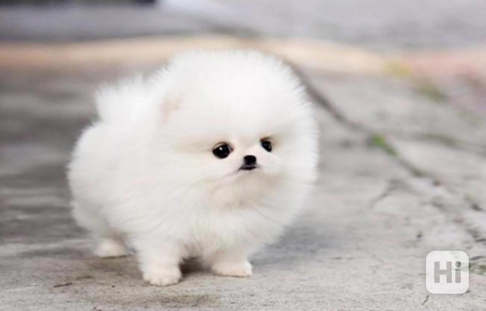 Štěňata mini pomeranian špice - foto 1