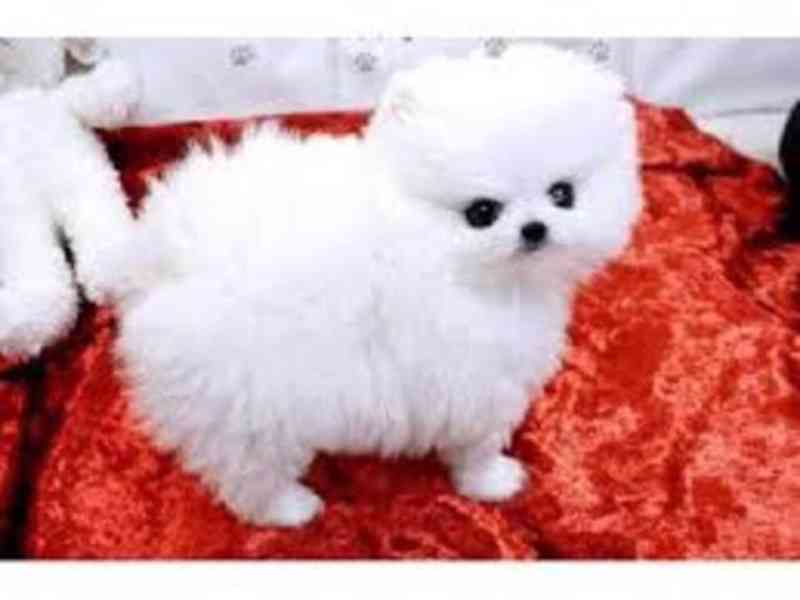 Štěňata mini pomeranian špice - foto 3