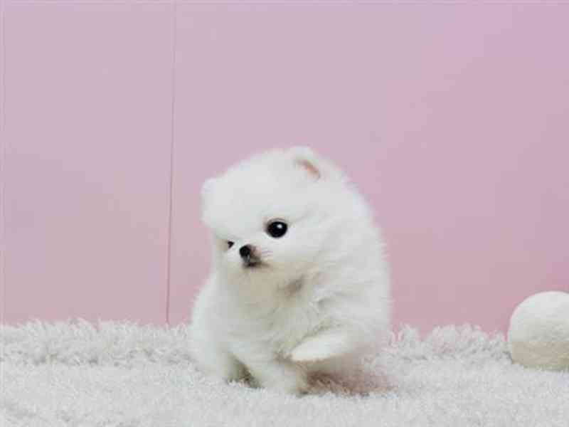 Štěňata mini pomeranian špice - foto 2