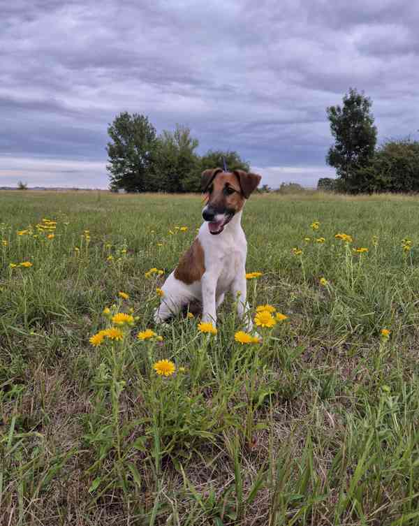 Foxteriér hladkosrstý  - foto 2