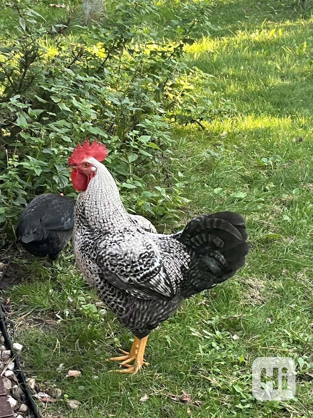Kohouti z domácího chovu - foto 1