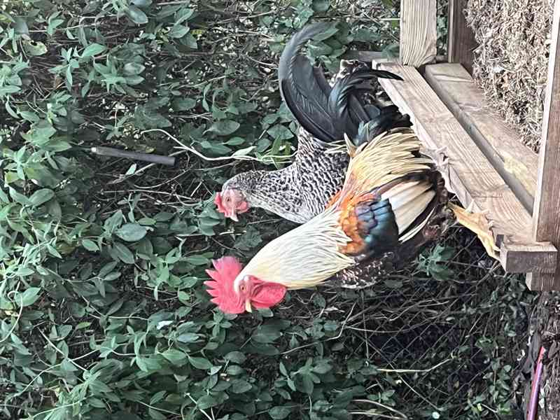 Kohouti z domácího chovu - foto 2