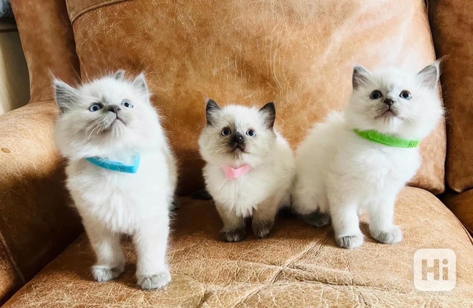 Dvě roztomilá koťátka plemene Ragdoll potřebují nový domov - foto 1