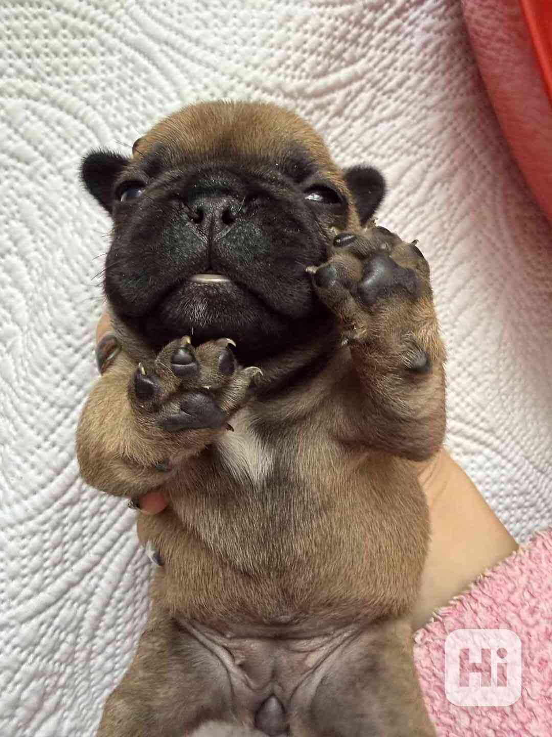 Štěňátka francouzského buldočka - foto 1