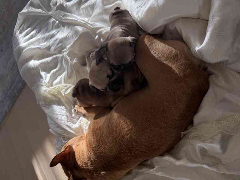 Štěňátka francouzského buldočka - foto 9