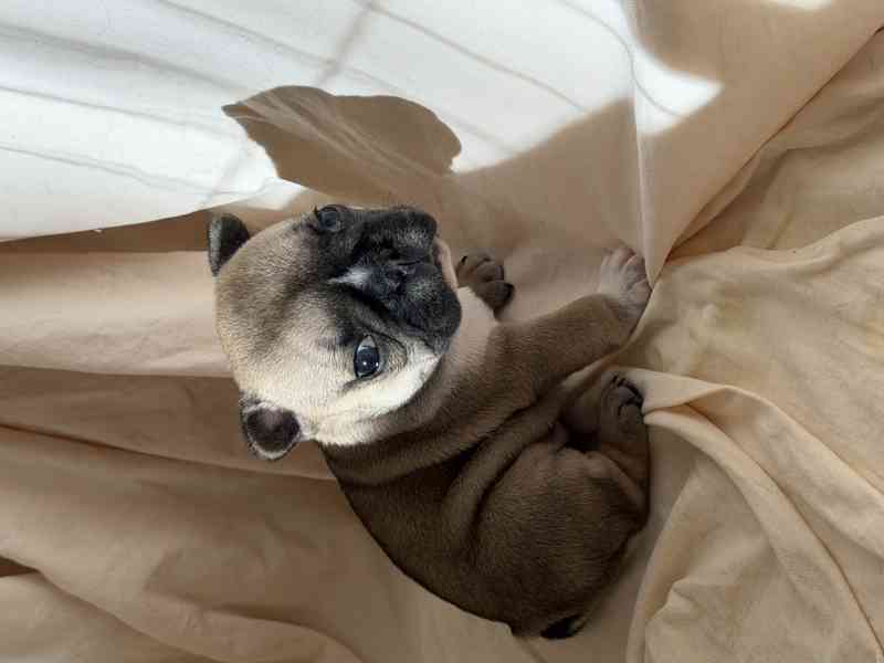 Štěňátka francouzského buldočka - foto 4