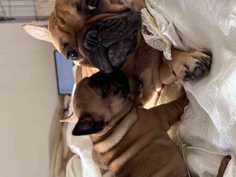 Štěňátka francouzského buldočka - foto 8