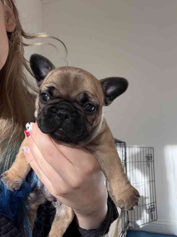 Štěňátka francouzského buldočka - foto 5