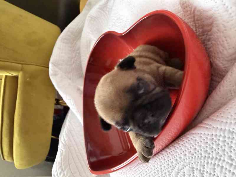 Štěňátka francouzského buldočka - foto 2